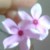 Profile picture of khursheed